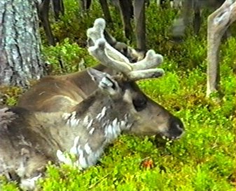 Rentier im Wald